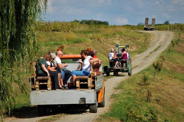 Vineyard Tour