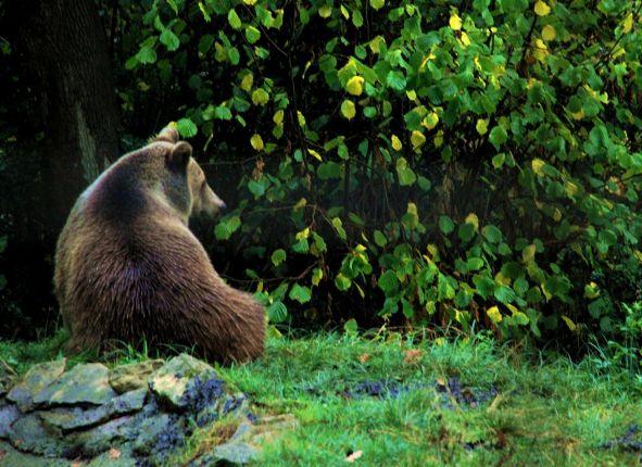 The brown bear in Transylvania