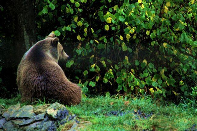 The brown bear in Transylvania