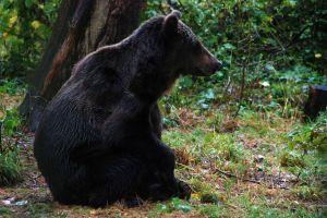 Visit Libearty Bear Sanctuary