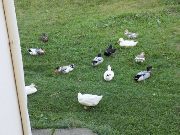 Friendly neighbours