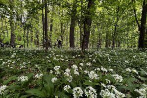 Bike in the beautiful and fresh air of Snagov forest
