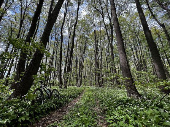 Forest trails
