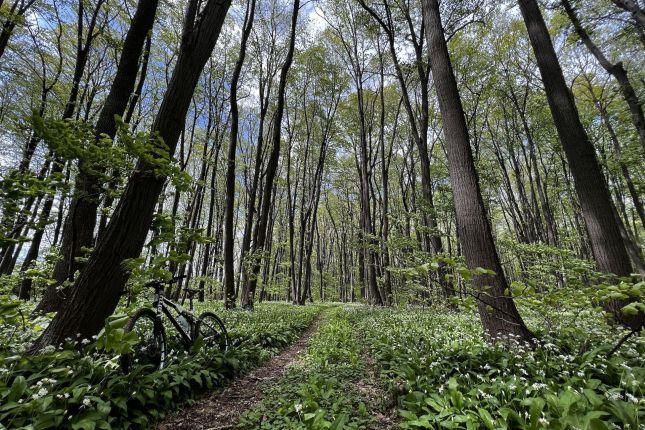 Forest trails