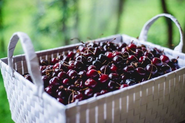 June cherries fresh from the orchard