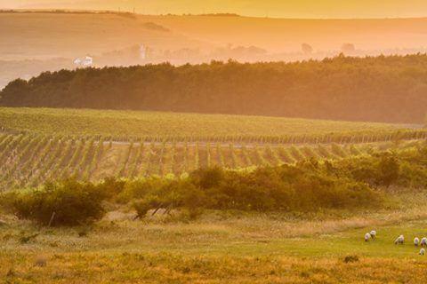 Wine and food Transylvania