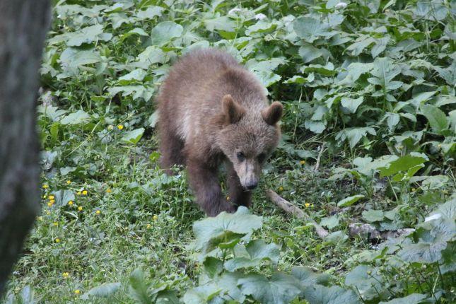 Bear watching in Brasov