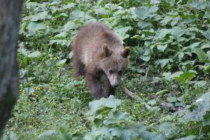 Bear watching in Brasov