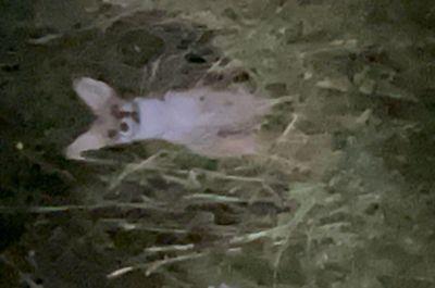 Snapshot of traveller