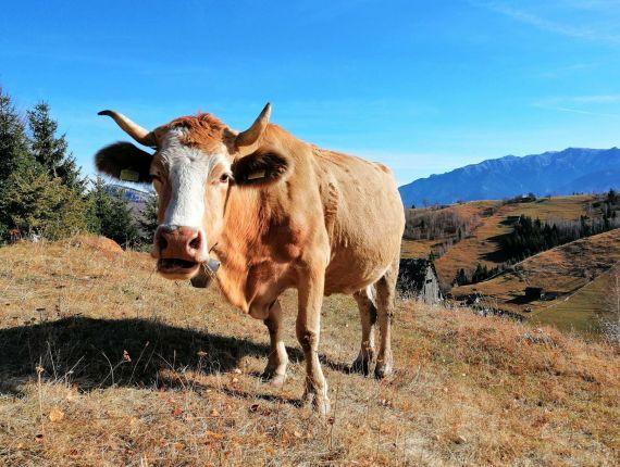 Local life in the countryside