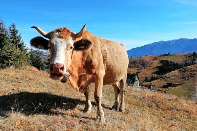 Local life in the countryside