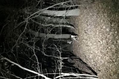 Snapshot of traveller