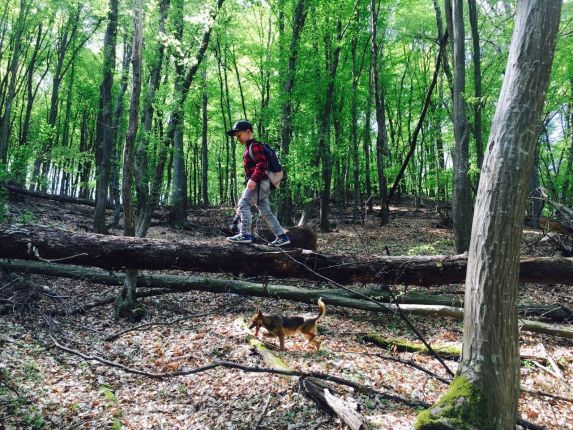 Wildlife tracking in Romania