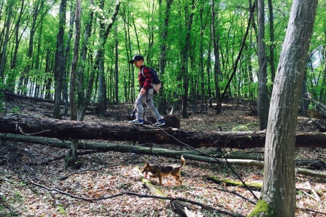 Wildlife tracking in Romania