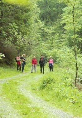 The Brown Bear (Ursus arctos) is the largest predator from the Carpathians.
