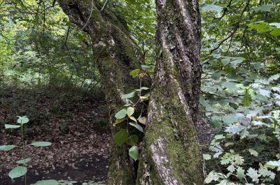 Snapshot of traveller