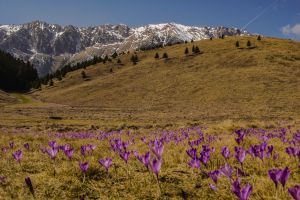 bran piatra craiului