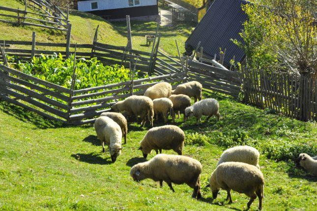 Transylvania countryside tour