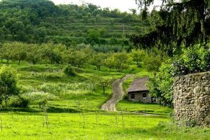 Medieval countryside