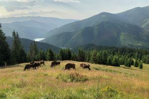 NEW: Bisons reserve & rewilding programme