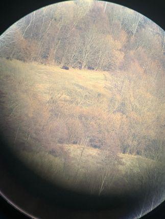 Wildlife watching Romania