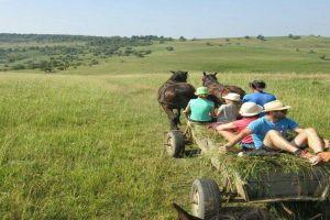 Horse cart ride on the surrounding hills