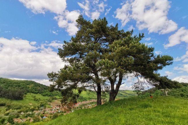 Copsa Mare village, view from the top of the hill above