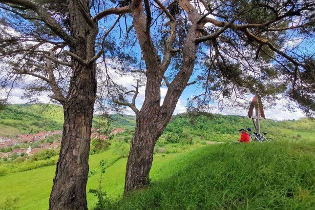 Short break by the shade of the pine tree