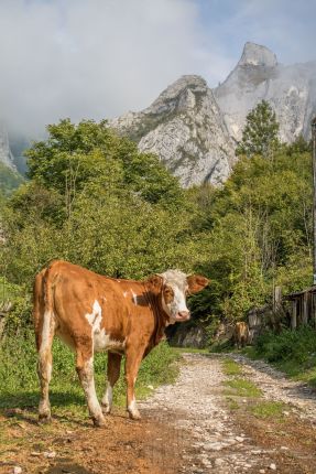 Where milk is coming from...