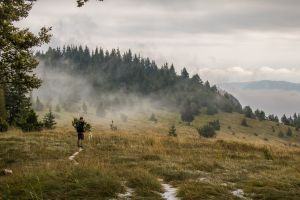 Misty trails