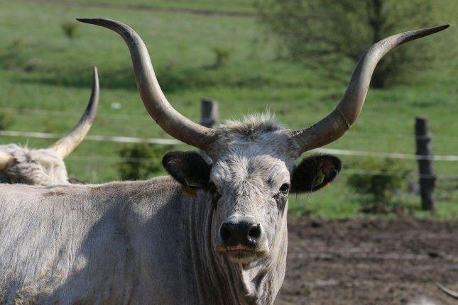 A unique experience: seeing the mighty Hungarian Grey Cattle.