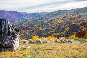 Village Life in Apuseni Mountains