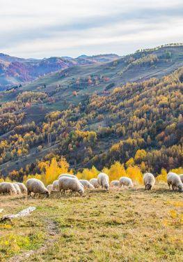Village Life in Apuseni Mountains