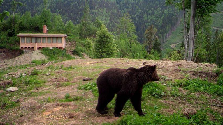 Wildlife tracking
