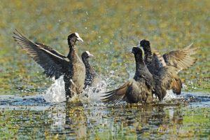 Wildlife watching in Bucharest